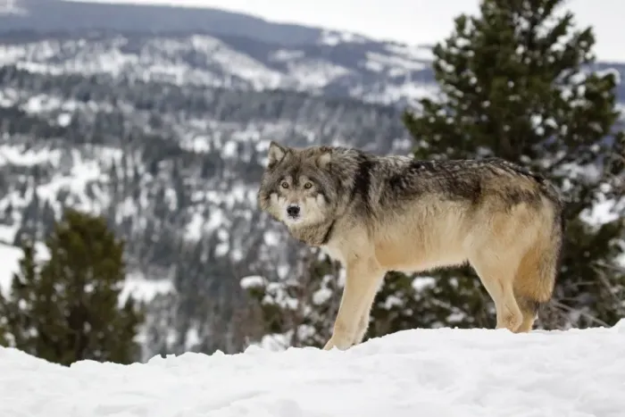 Framed Print : Grey Wolf (Canis lupus) adult, standing in snow, Montana, U. S. A, january (captive) Framed Print : Grey Wolf (Canis lupus) adult, standing in snow, Montana, U. S. A, january (captive)