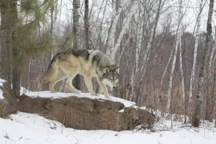 Framed Print : Grey Wolf (Canis lupus) adult, standing on snow covered rock in woodland habitat, Minnesota, U. S. A. January (captive) Framed Print : Grey Wolf (Canis lupus) adult, standing on snow covered rock in woodland habitat, Minnesota, U. S. A. January (captive)