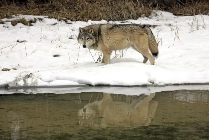 Framed Print : Grey Wolf (Canis lupus) adult, standing in snow at edge of water, Montana, U. S. A. winter (captive) Framed Print : Grey Wolf (Canis lupus) adult, standing in snow at edge of water, Montana, U. S. A. winter (captive)