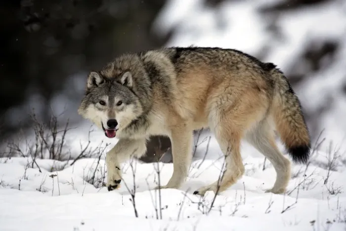 Framed Print : Grey Wolf (Canis lupus) adult, walking in snow, Montana, U. S. A. winter (captive)