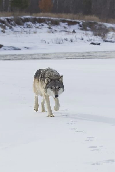 Grey Wolf (Canis lupus) adult, walking in snow following tracks made by another wolf, Minnesota, U. S. A