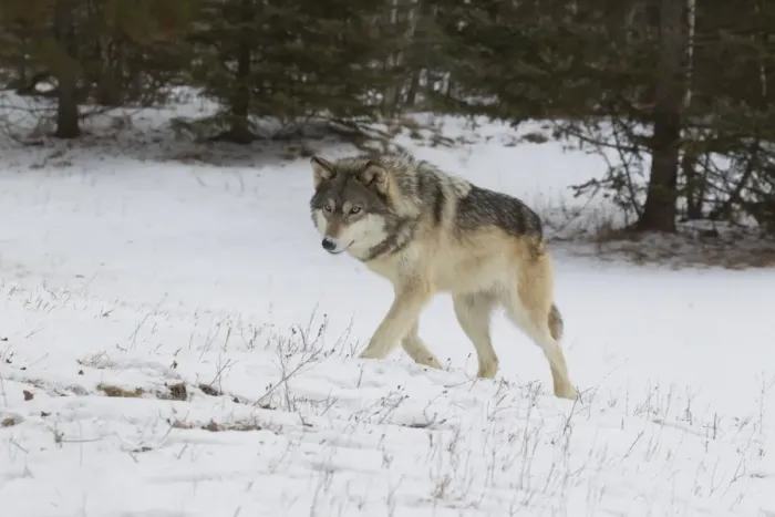 Framed Print : Grey Wolf (Canis lupus) adult, walking into snow covered woodland clearing, Minnesota, U. S. A. January (captive)