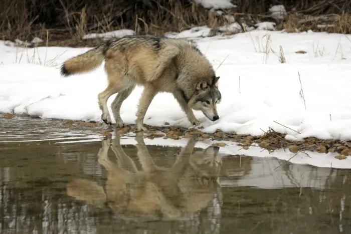 Framed Print : Grey Wolf (Canis lupus) adult, walking in snow at edge of water, Montana, U. S. A. winter (captive) Framed Print : Grey Wolf (Canis lupus) adult, walking in snow at edge of water, Montana, U. S. A. winter (captive)