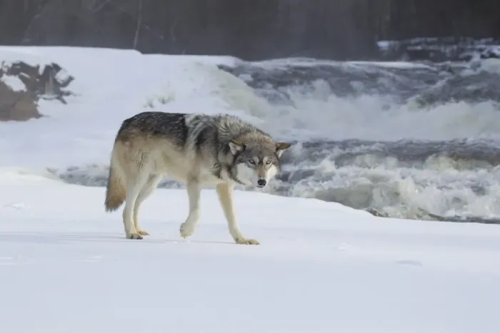Framed Print : Grey Wolf (Canis lupus) adult, walking on snow in front of river rapids, Minnesota, U. S. A. January (captive) Framed Print : Grey Wolf (Canis lupus) adult, walking on snow in front of river rapids, Minnesota, U. S. A. January (captive)