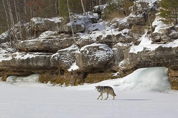 Grey Wolf (Canis lupus) adult, walking on snow below rocky habitat, with frozen underground spring in background