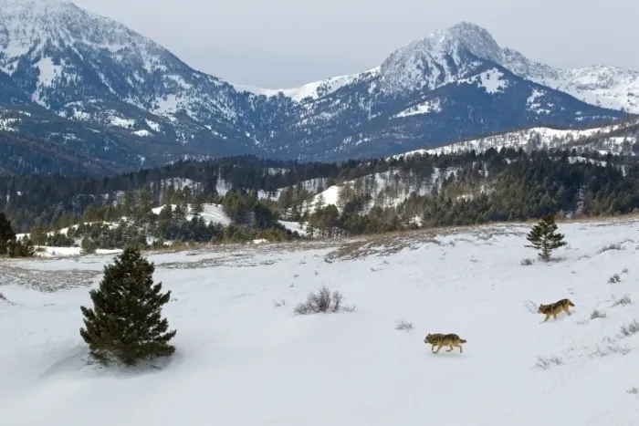 Framed Print : Grey Wolf (Canis lupus) two adults, walking in snow covered habitat, Montana, U. S. A, january (captive) Framed Print : Grey Wolf (Canis lupus) two adults, walking in snow covered habitat, Montana, U. S. A, january (captive)