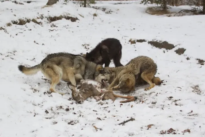 Framed Print : Grey Wolf (Canis lupus) four adults, pack feeding on White-Tailed Deer (Odocoileus virginianus) Framed Print : Grey Wolf (Canis lupus) four adults, pack feeding on White-Tailed Deer (Odocoileus virginianus)