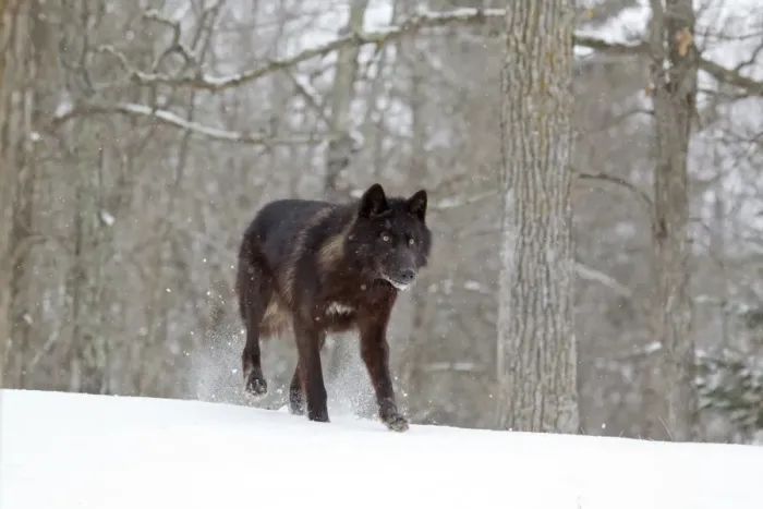 Framed Print : Grey Wolf (Canis lupus) black form, adult female, walking on snow at woodland edge, Minnesota, U. S. A. January (captive) Framed Print : Grey Wolf (Canis lupus) black form, adult female, walking on snow at woodland edge, Minnesota, U. S. A. January (captive)