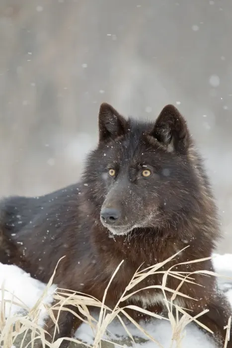 Framed Print : Grey Wolf (Canis lupus) black form, adult female, resting on snow covered rock during snowfall, Minnesota, U. S. A Framed Print : Grey Wolf (Canis lupus) black form, adult female, resting on snow covered rock during snowfall, Minnesota, U. S. A