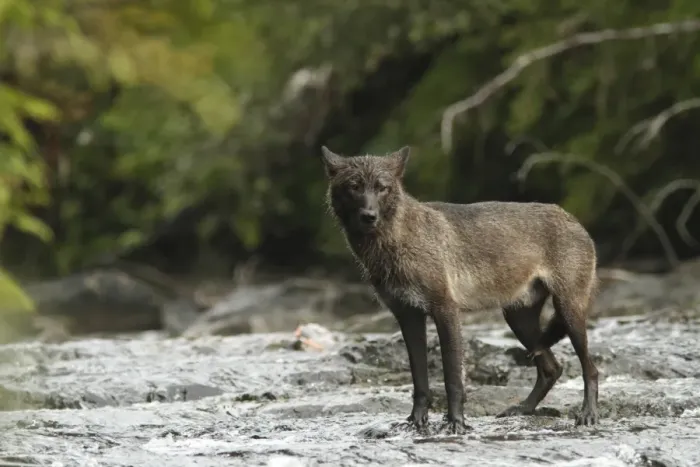 Framed Print : Grey Wolf (Canis lupus) dark morph, adult, fishing for salmon in river, in temperate coastal rainforest Framed Print : Grey Wolf (Canis lupus) dark morph, adult, fishing for salmon in river, in temperate coastal rainforest