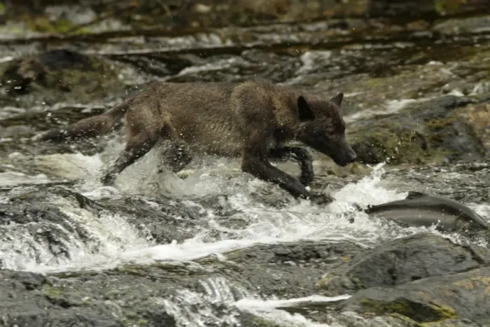 Framed Print : Grey Wolf (Canis lupus) dark morph, adult, chasing Coho Salmon (Oncorhynchus kisutch) in river Framed Print : Grey Wolf (Canis lupus) dark morph, adult, chasing Coho Salmon (Oncorhynchus kisutch) in river