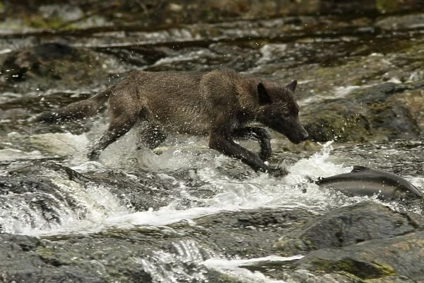 Grey Wolf (Canis lupus) dark morph, adult, chasing Coho Salmon (Oncorhynchus kisutch) in river