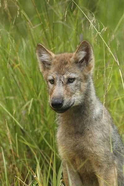 Grey Wolf (Canis lupus) pup, close-up of head and chest, sitting in marshland, in temperate coastal rainforest