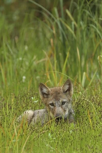 Grey Wolf (Canis lupus) pup, resting in marshland, in temperate coastal rainforest, Coast Mountains