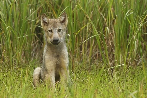 Grey Wolf (Canis lupus) pup, sitting in marshland, in temperate coastal rainforest, Coast Mountains