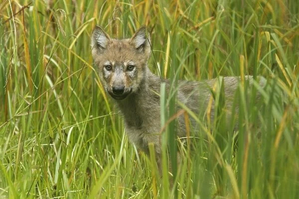 Grey Wolf (Canis lupus) pup, standing in marshland, in temperate coastal rainforest, Coast Mountains