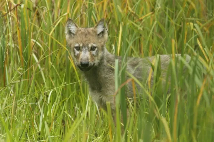Framed Print : Grey Wolf (Canis lupus) pup, standing in marshland, in temperate coastal rainforest, Coast Mountains Framed Print : Grey Wolf (Canis lupus) pup, standing in marshland, in temperate coastal rainforest, Coast Mountains