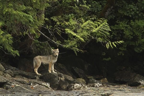 Grey Wolf (Canis lupus) pup, standing on rocks near shoreline, in temperate coastal rainforest, Coast Mountains