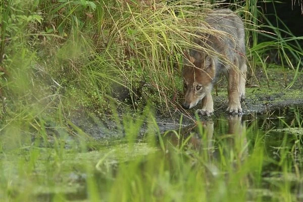 Grey Wolf (Canis lupus) pup, walking at edge of water in marshland, in temperate coastal rainforest, Coast Mountains