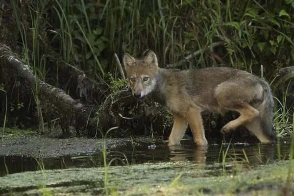 Grey Wolf (Canis lupus) pup, walking in shallow water on marshland, in temperate coastal rainforest, Coast Mountains