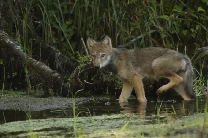 Framed Print : Grey Wolf (Canis lupus) pup, walking in shallow water on marshland, in temperate coastal rainforest, Coast Mountains Framed Print : Grey Wolf (Canis lupus) pup, walking in shallow water on marshland, in temperate coastal rainforest, Coast Mountains