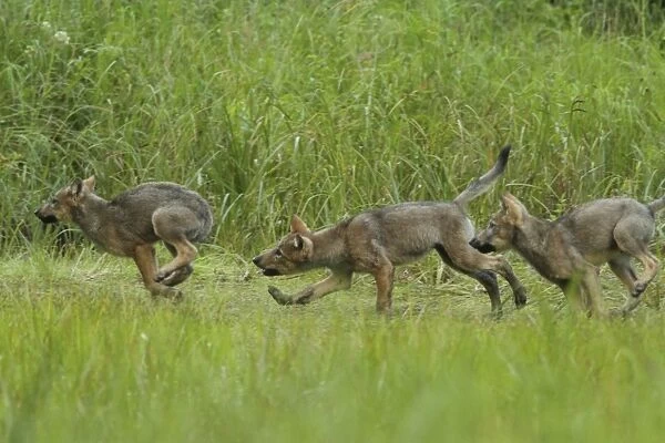 Grey Wolf (Canis lupus) three pups, chasing and playfighting in marshland, in temperate coastal rainforest