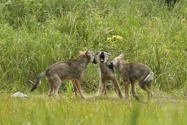 Grey Wolf (Canis lupus) three pups, playfighting in marshland, in temperate coastal rainforest, Coast Mountains