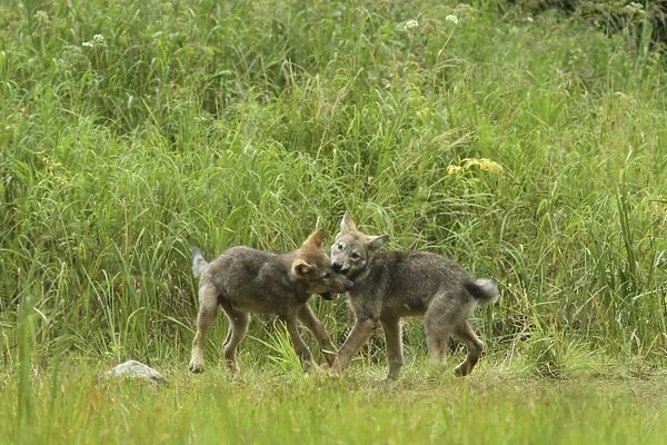 Grey Wolf (Canis lupus) two pups, playfighting in marshland, in temperate coastal rainforest, Coast Mountains