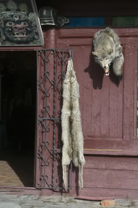 Framed Print : Grey Wolf (Canis lupus) skins, hanging on door, Ulan Bator, Mongolia, september Framed Print : Grey Wolf (Canis lupus) skins, hanging on door, Ulan Bator, Mongolia, september
