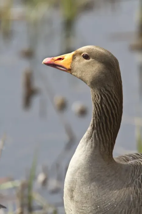 Framed Print : Greylag Goose Framed Print : Greylag Goose