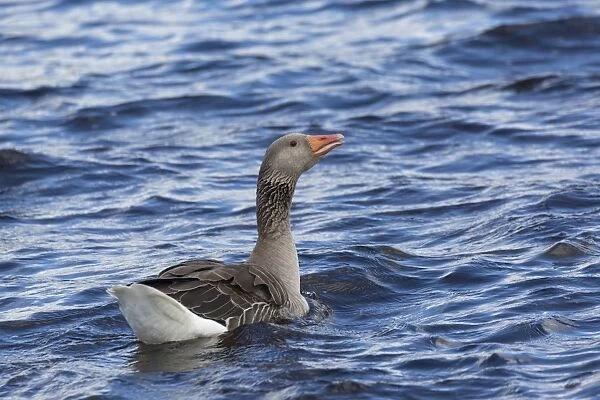 Greylag Goose (Anser anser) adult, swimming on freshwater loch, Lochindorb, Strathspey, Morayshire, Highlands