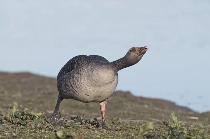 Framed Print : Greylag Goose (Anser anser) adult, in aggressive posture, walking on bank, Norfolk, England, march Framed Print : Greylag Goose (Anser anser) adult, in aggressive posture, walking on bank, Norfolk, England, march