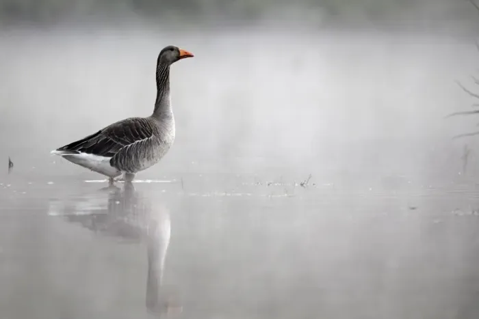 Framed Print : Greylag Goose (Anser anser) adult, standing in water in mist, Midlands, England, april Framed Print : Greylag Goose (Anser anser) adult, standing in water in mist, Midlands, England, april