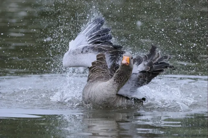 Framed Print : Greylag Goose (Anser anser) adult, bathing, Oxfordshire, England Framed Print : Greylag Goose (Anser anser) adult, bathing, Oxfordshire, England