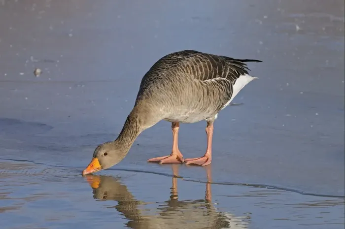 Framed Print : Greylag Goose (Anser anser) adult, drinking, standing at edge of ice, Slimbridge, Gloucestershire, England, december Framed Print : Greylag Goose (Anser anser) adult, drinking, standing at edge of ice, Slimbridge, Gloucestershire, England, december