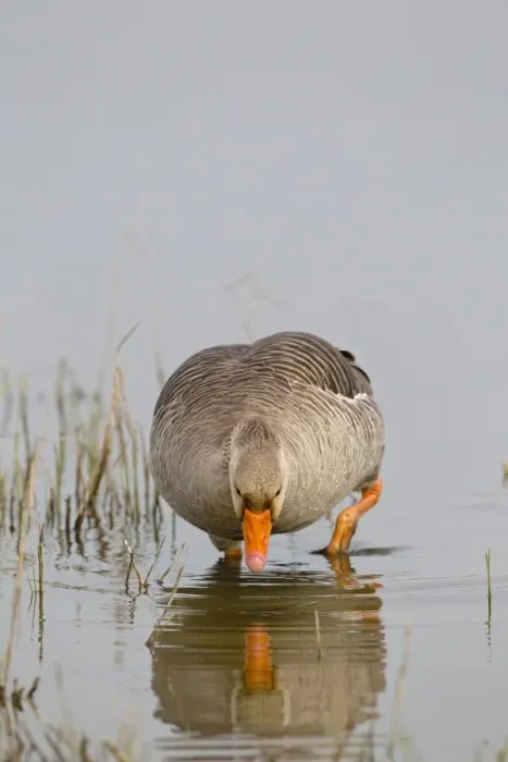 Framed Print : Greylag Goose (Anser anser) adult, wading, foraging in water, Minsmere RSPB Reserve, Suffolk, England, april Framed Print : Greylag Goose (Anser anser) adult, wading, foraging in water, Minsmere RSPB Reserve, Suffolk, England, april