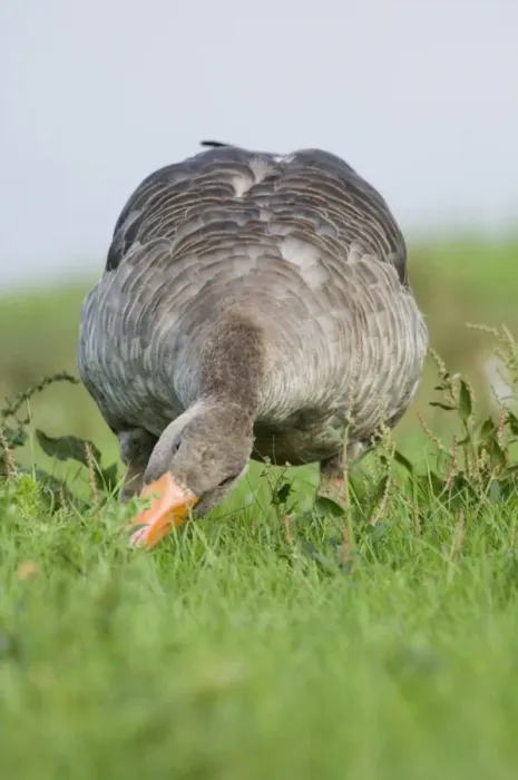 Framed Print : Greylag Goose (Anser anser) adult, feeding, grazing on grass, Cley, North Norfolk, England, summer Framed Print : Greylag Goose (Anser anser) adult, feeding, grazing on grass, Cley, North Norfolk, England, summer