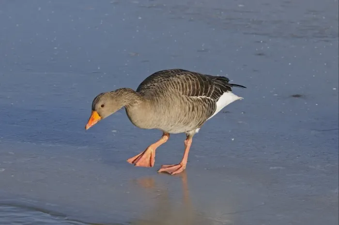 Framed Print : Greylag Goose (Anser anser) adult, walking on ice, Slimbridge, Gloucestershire, England, december Framed Print : Greylag Goose (Anser anser) adult, walking on ice, Slimbridge, Gloucestershire, England, december