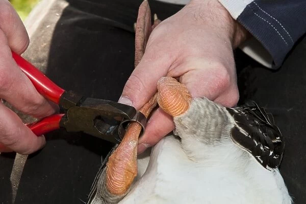 Greylag Goose (Anser anser) adult, being fitted with metal ring during annual goose roundup