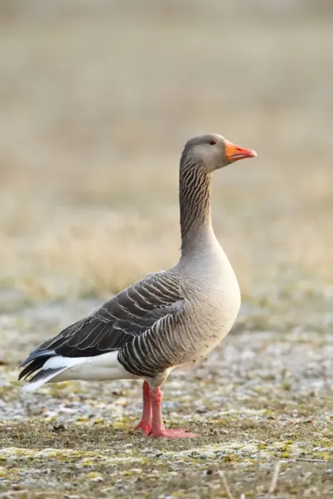 Framed Print : Greylag Goose (Anser anser) adult, standing, Snettisham RSPB Reserve, The Wash, Norfolk, England, March Framed Print : Greylag Goose (Anser anser) adult, standing, Snettisham RSPB Reserve, The Wash, Norfolk, England, March