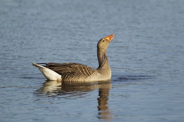 Greylag Goose (Anser anser) adult, drinking whilst swimming, Guernsey, Channel Islands, May