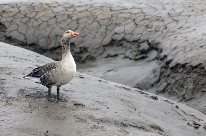 Framed Print : Greylag Goose (Anser anser) adult, standing on bank of tidal creek, on mudflats at low tide, Snettisham RSPB Reserve Framed Print : Greylag Goose (Anser anser) adult, standing on bank of tidal creek, on mudflats at low tide, Snettisham RSPB Reserve