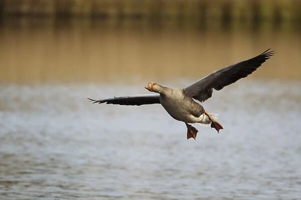 Greylag Goose (Anser anser) adult, in flight, landing on water, Guernsey, Channel Islands, May