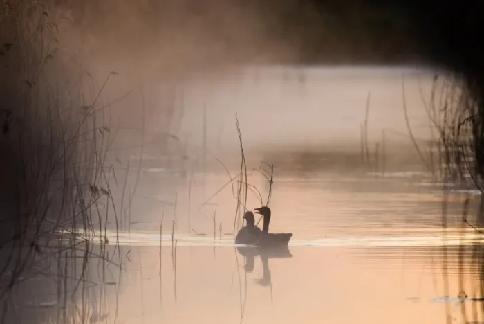 Framed Print : Greylag Goose (Anser anser) adult pair, swimming on dyke in mist, silhouetted at dawn, Cley Marshes Reserve, Cley-next-the-sea, Norfolk, England, april