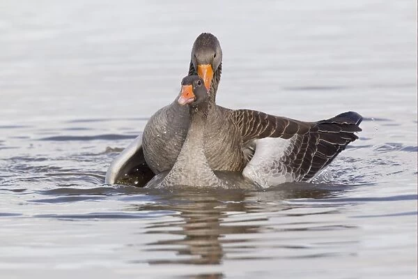 Greylag Goose (Anser anser) adult pair, mating in water, Slimbridge, Gloucestershire, England, february