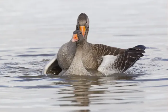 Framed Print : Greylag Goose (Anser anser) adult pair, mating in water, Slimbridge, Gloucestershire, England, february Framed Print : Greylag Goose (Anser anser) adult pair, mating in water, Slimbridge, Gloucestershire, England, february