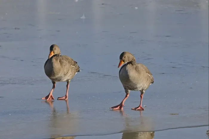 Framed Print : Greylag Goose (Anser anser) adult pair, walking on ice, Slimbridge, Gloucestershire, England, december Framed Print : Greylag Goose (Anser anser) adult pair, walking on ice, Slimbridge, Gloucestershire, England, december
