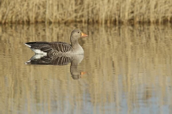 Greylag Goose (Anser anser) adult, swimming, with reflections of reedbed, St