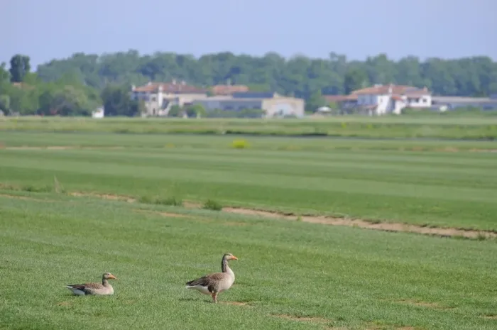 Framed Print : Greylag Goose (Anser anser) two adults, in farmland habitat, Italy, may Framed Print : Greylag Goose (Anser anser) two adults, in farmland habitat, Italy, may