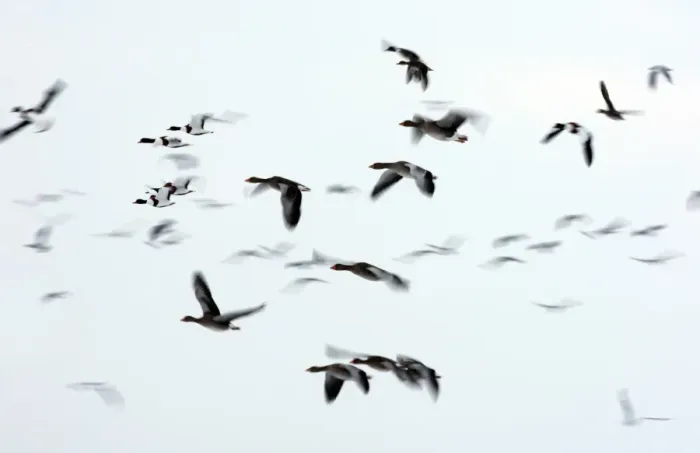 Framed Print : Greylag Goose (Anser anser) and Common Shelduck (Tadorna tadorna) mixed flock, in flight, blurred movement, Lancashire, England, december Framed Print : Greylag Goose (Anser anser) and Common Shelduck (Tadorna tadorna) mixed flock, in flight, blurred movement, Lancashire, England, december